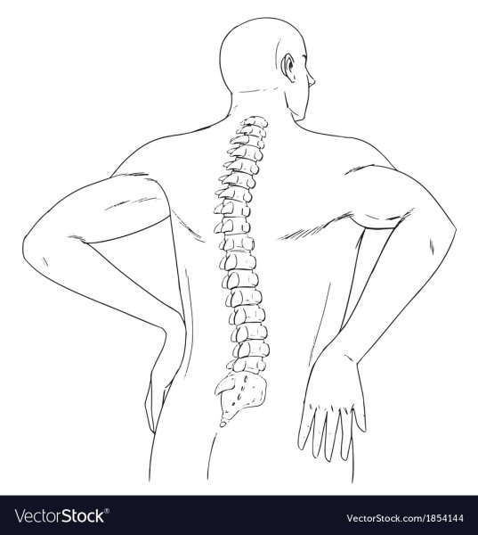 Позвоночник человека карандашом