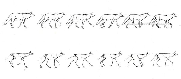 Походка собаки покадрово