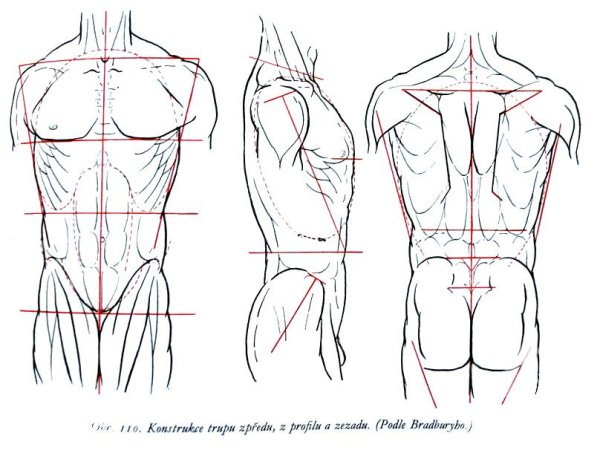 Анатомия спины для рисования