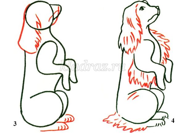 Нарисовать спаниеля пошагово