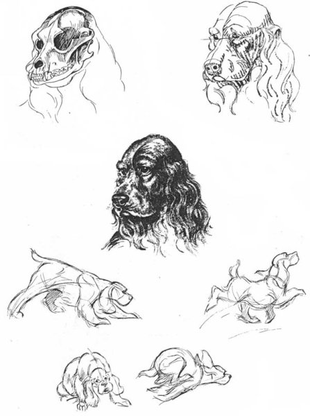 Анатомия английского кокер спаниеля