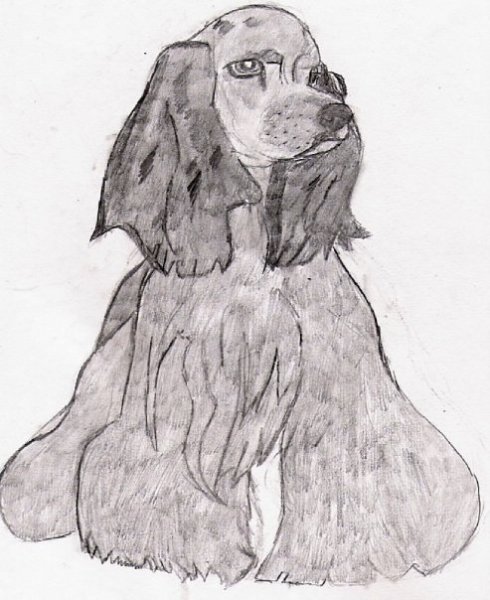 Американский кокер спаниель для срисовки