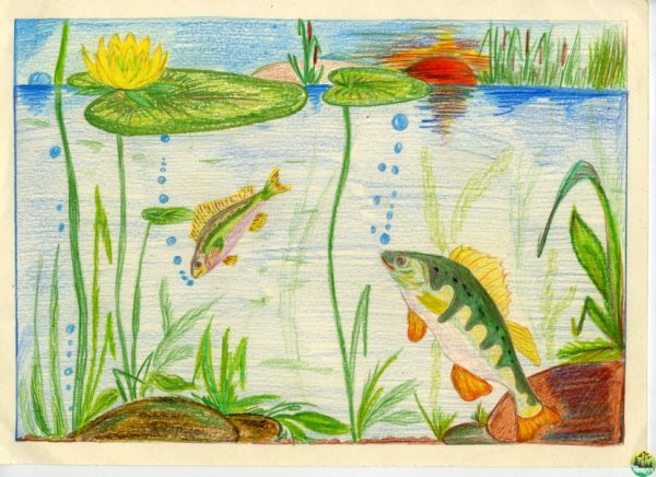 Рисование обитатели водоемов