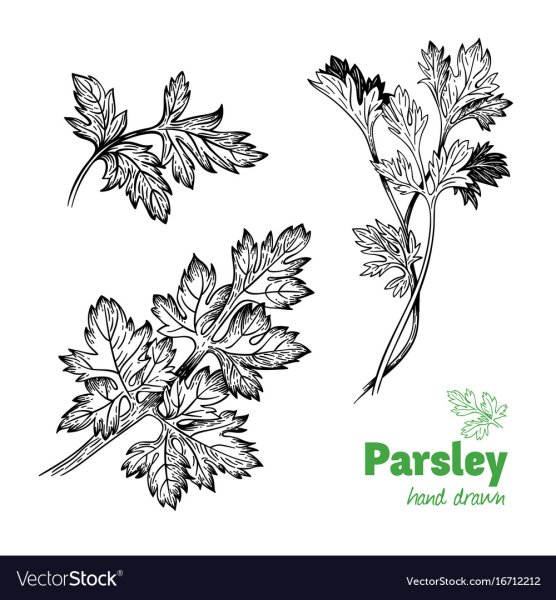 Петрушка Графика