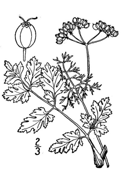 Coriandrum sativum