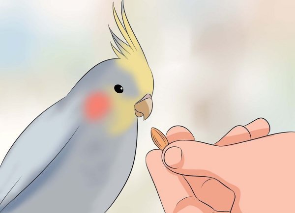 Заставки на рабочий стол рисунок корелла