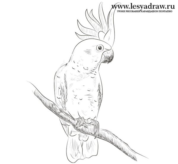 Наброски попугаев