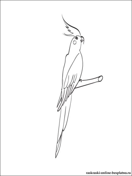 Разукрашка попугай корелла