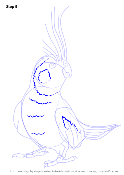 Раскраска попугай корелла