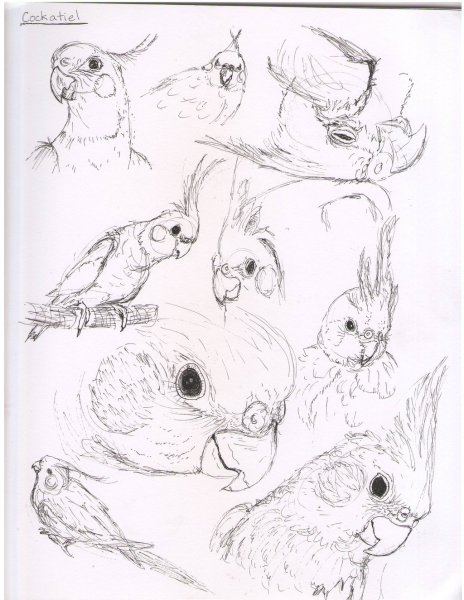 Попугай корелла скетч голова