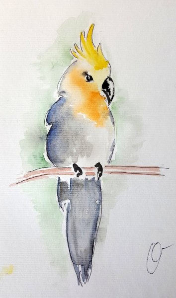 Попугай корелла акварелью