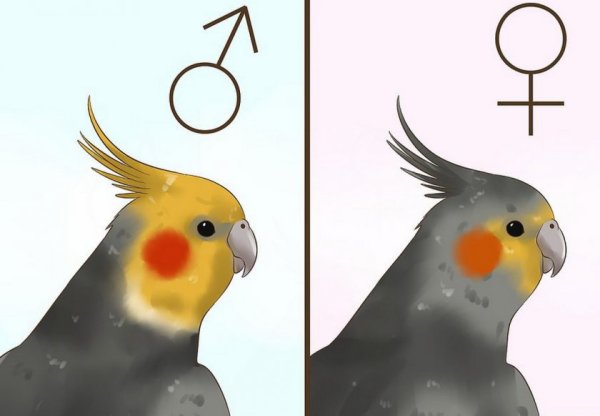 Попугай корелла самка и самец