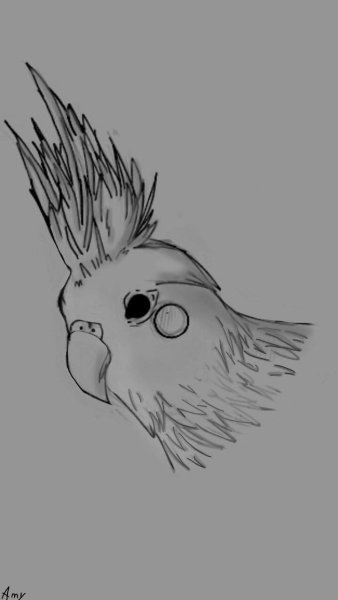 Попугай корелла