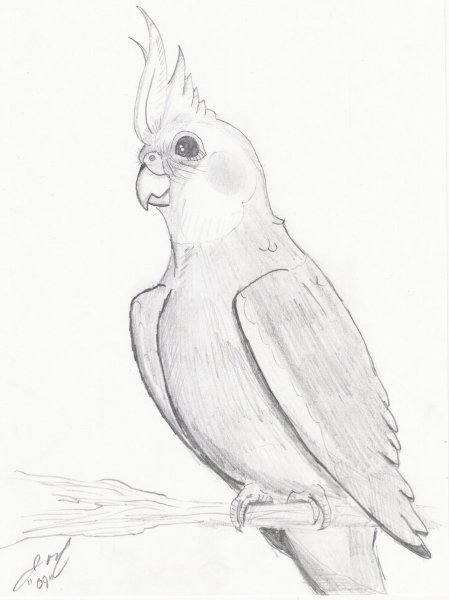 Попугай корелла