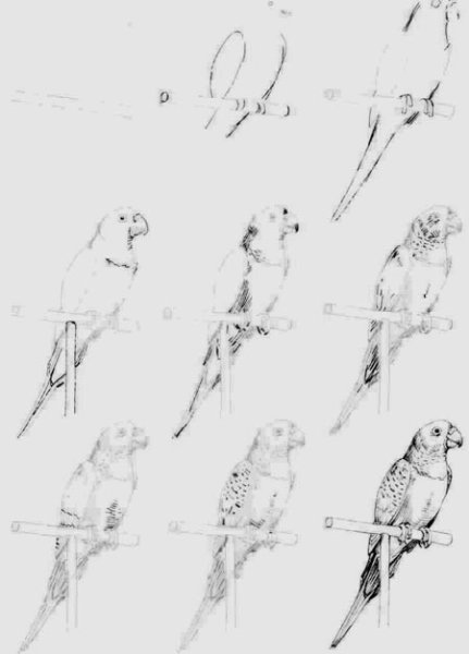 Рисуем волнистого попугая поэтапно