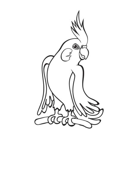 Разукрашка попугай корелла