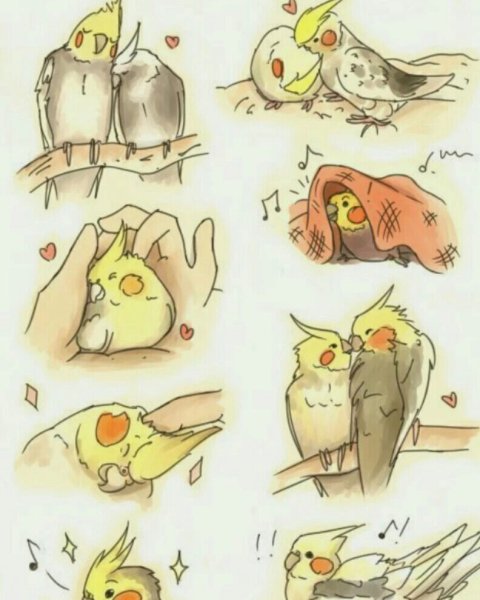 Попугай корелла референс