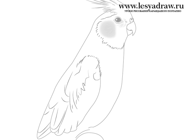 Попугай корелла нарисовать карандашом
