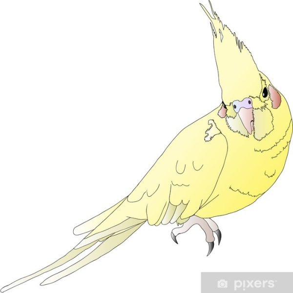 Стикеры корелла