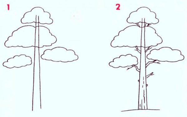 Сосна рисунок карандашом для детей
