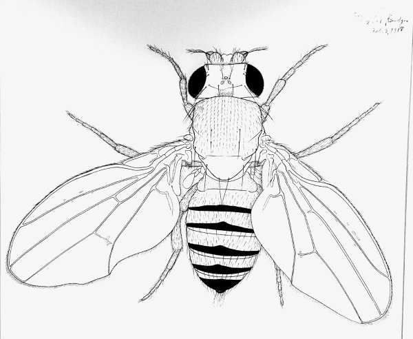 Шершень для раскрашивания