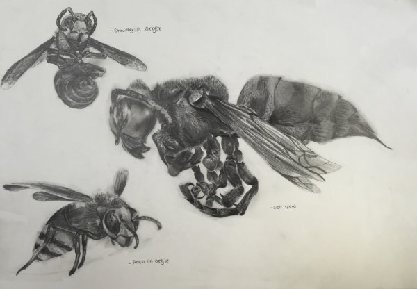 Шершень карандашом