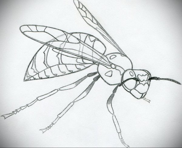 Шершень для срисовки