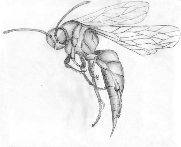 Оса карандашом