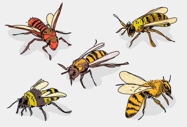 Шершень зарисовка