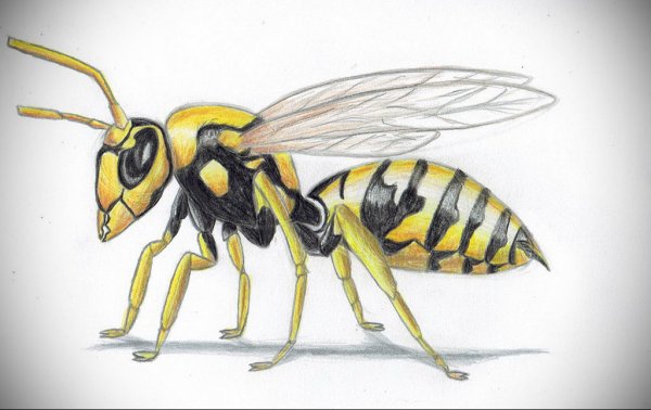 Оса карандашом