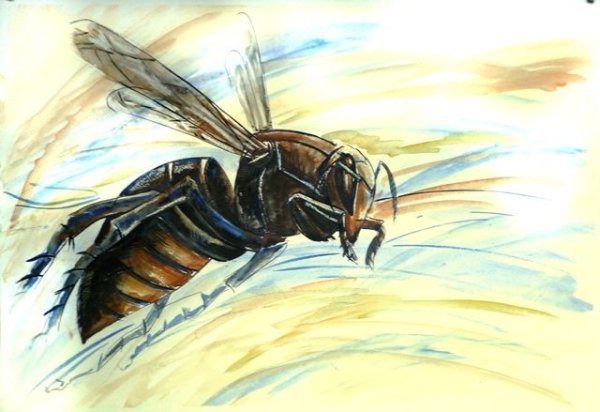 Нарисовать шершня