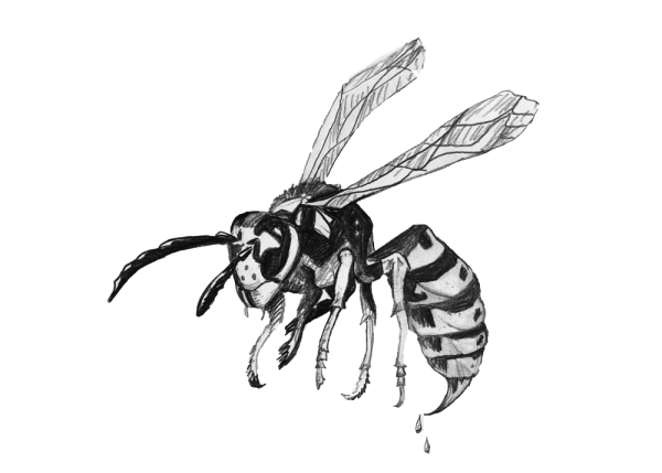 Оса черно белая