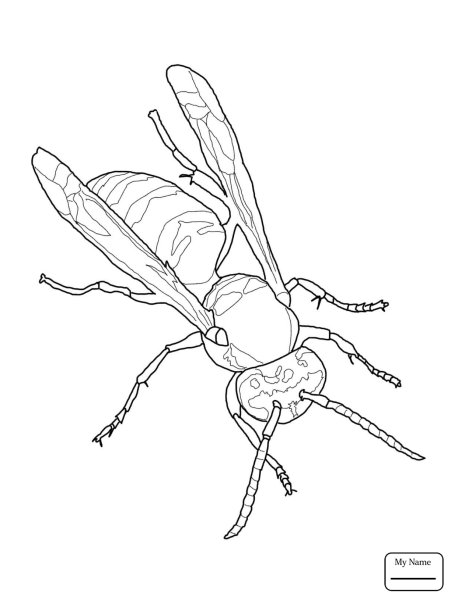 Оса раскраска для детей