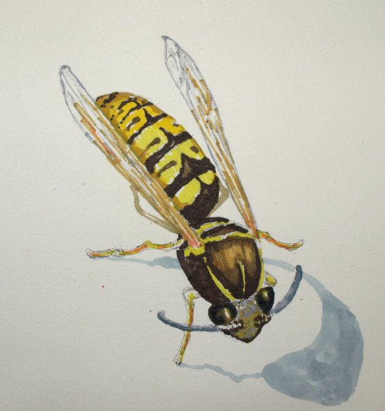 Оса для раскрашивания