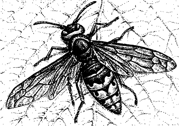 Шершень рисунок карандашом