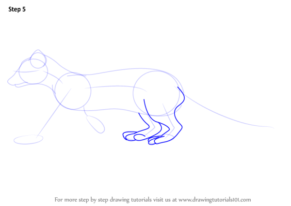 Как рисовать куницу