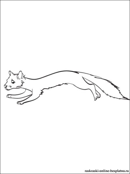 Норка раскраска