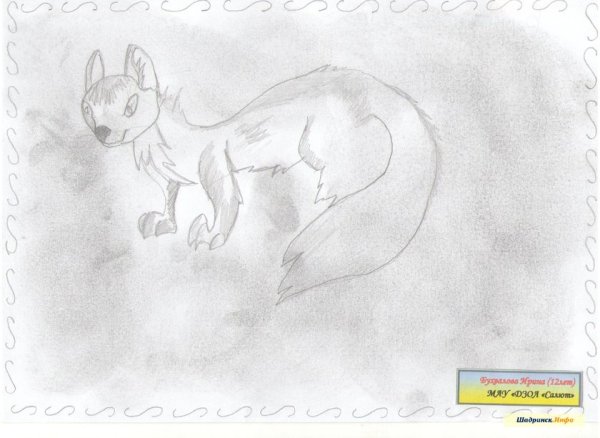 Куница рисунок карандашом детский