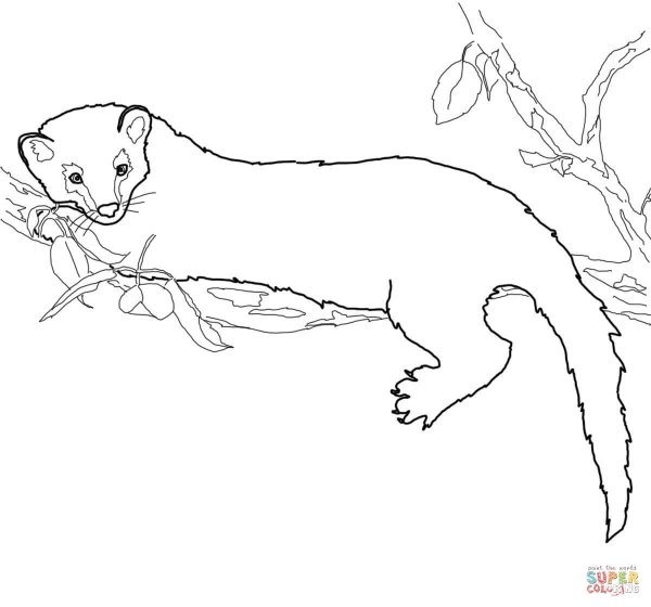 Лесная куница раскраска