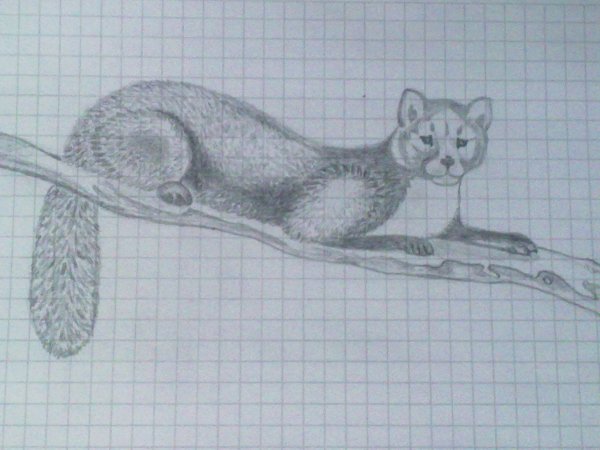 Соболь карандашом