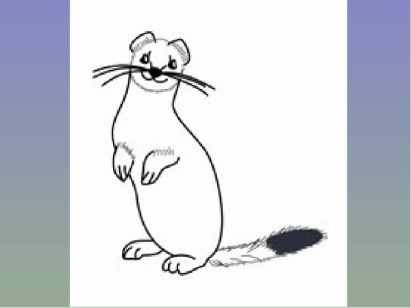 Куница поэтапно