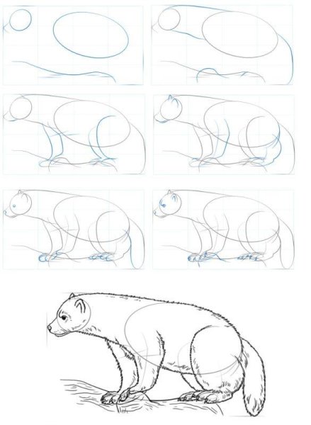 Нарисовать Росомаху животное