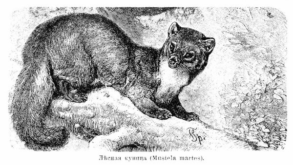 Куница Выжигание