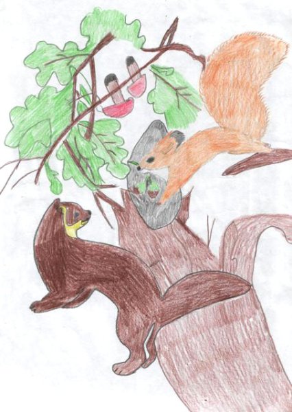 Нарисовать куницу