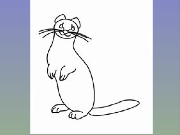 Поэтапное рисование куницы