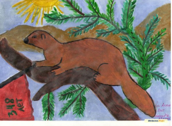 Нарисовать куницу