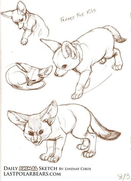 Лиса фенек референс
