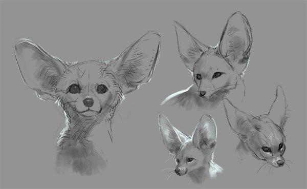 Фенек анатомия