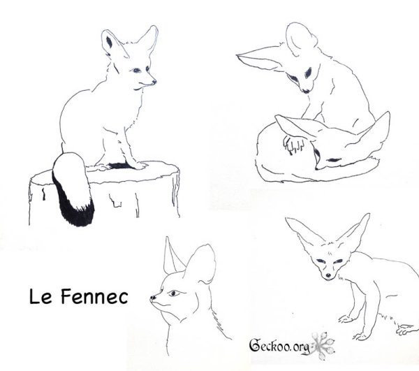 Фенек базы для рисования