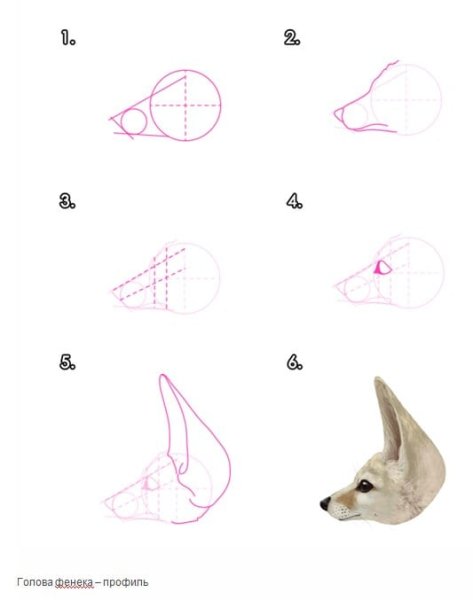 Поэтапное рисование мордочки лисы